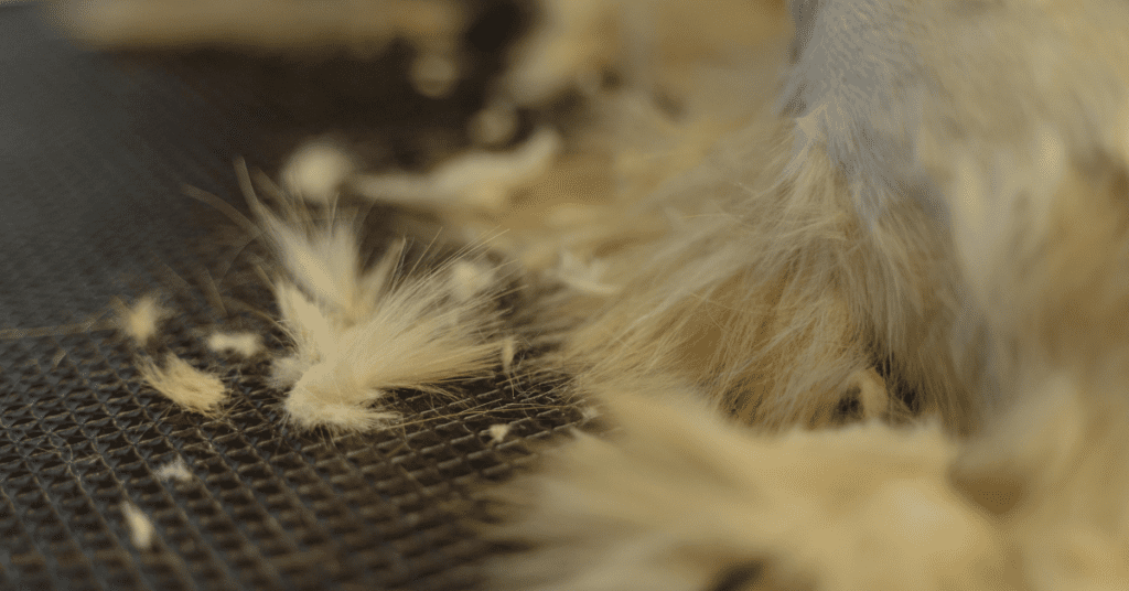 best robot vacuum for pet hair